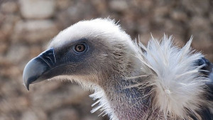 София избра своето любимо грозно животно