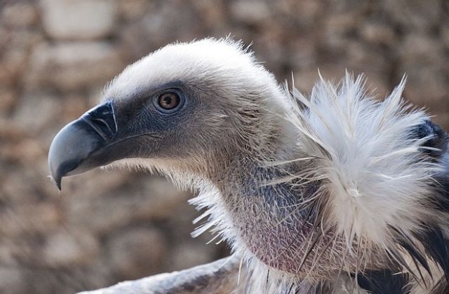 София избра своето любимо грозно животно
