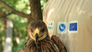 Птица от защитения вид Царски орел е намерена мъртва край