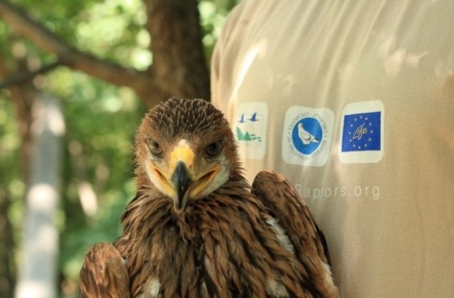 Птица от защитения вид Царски орел е намерена мъртва край Сливен