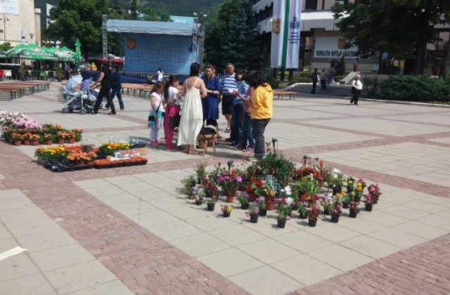 Фестивал на цветята „Жива светлина“ в Дупница