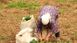 40 земеделски производители са подали заявление за директни плащания в