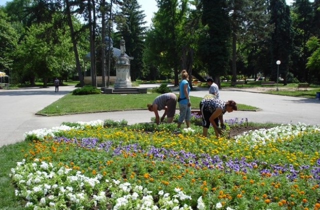 2 500 летни цветя засади общинската фирма Паркстрой в Плевен