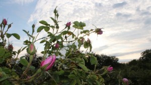 Работници с трудови договори за ден ще берат плодове зеленчуци