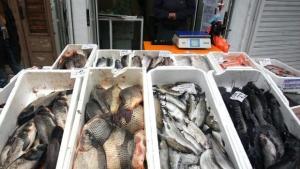 Учени Рибата в Черно море е чиста но младите не
