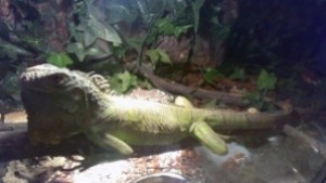 Изложба на екзотични животни гостува в Горна Оряховица