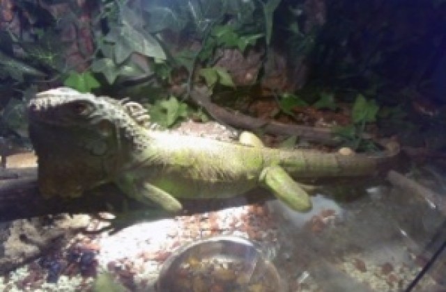 Изложба на екзотични животни гостува в Горна Оряховица