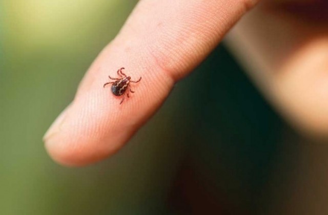 Бум на ухапванията от кърлежи във Варна