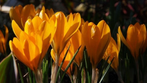 Слънчево и топло време в събота