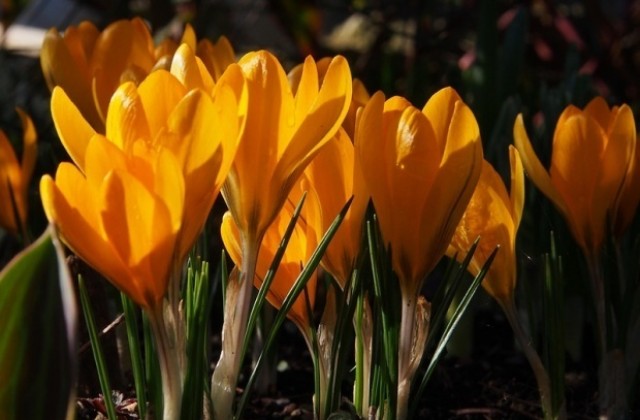 Слънчево и топло време в събота