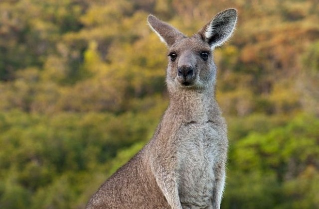 Мускулесто кенгуру с разкъсано ухо стряска австралийци