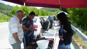 Черешовата кампания в Кюстендил тръгва на 1 ви юни