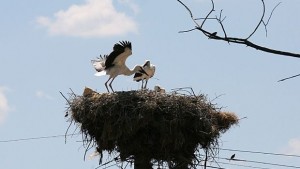 Започва преброяване на белия щъркел