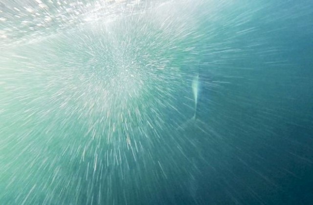 Еколози бият тревога, рядък делфин може да изчезне до 2030-а