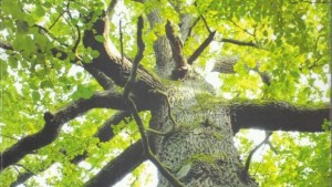 Хърватска писателка представя романа си в Русе