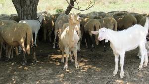 Увеличиха бюджета по de minimis за овце и кози майки