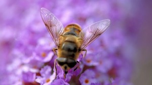 Земеделският фонд подкрепя пчеларите с 35 млн лева