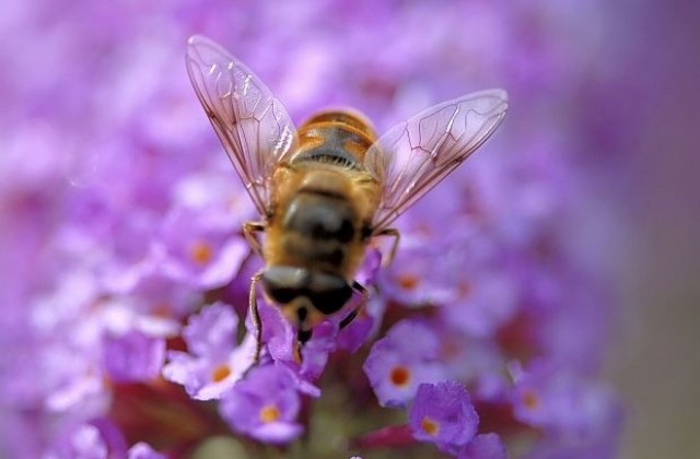 Земеделският фонд подкрепя пчеларите с 3.5 млн. лева