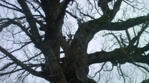 Обявиха жълт код за силен вятър в региона