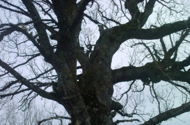 Обявиха жълт код за силен вятър в региона