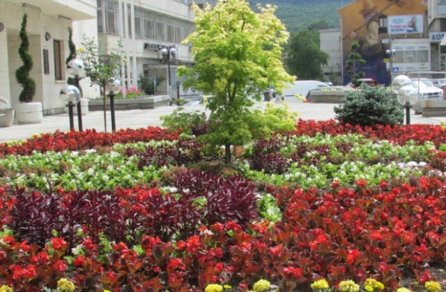 Над 30 000 цветя украсиха Горна Оряховица