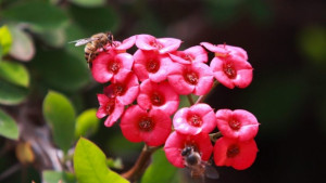 Паразит може да мори пчелите