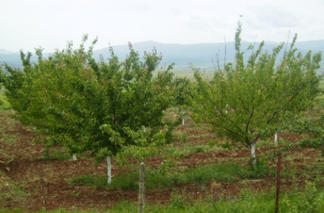 От 15 юни жандармерията се включва в черешовата кампания