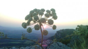 Юни преходът между пролетта и лятото