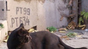 Уличните котки във Варна били повече и от кучетата