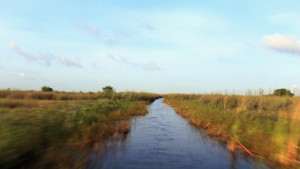 Застрашен вид риба ражда след непорочно зачатие