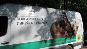 Извеждат мечките Бойка и Станди от Лесопарк Липник