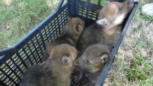 Четири бебетавълчета са новата атракция в Зоопарка във Варна