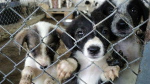 Съседните на София общини масово изхвърлят кучета в крайните квартали