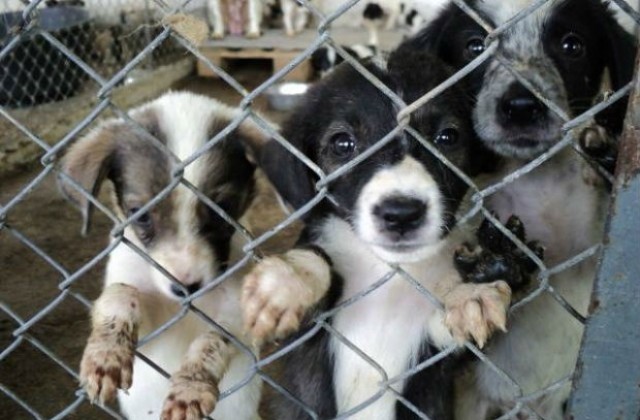 Съседните на София общини масово изхвърлят кучета в крайните квартали