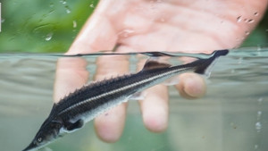 Пак пускат чиги в Дунав