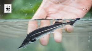 WWF отново ще разселва есетри