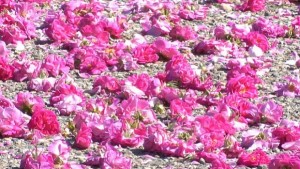 Производителите на маслодайна роза ще получат по 100 лв на