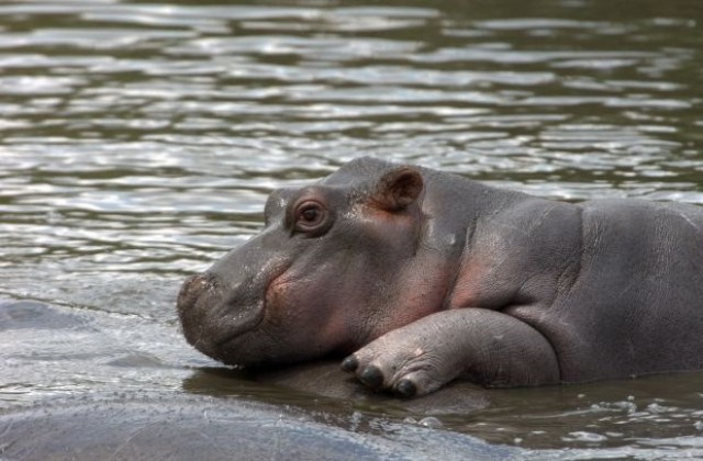 Хипопотам-джудже се роди в Мелбърн (ВИДЕО)