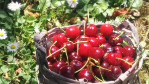 Деца ще изработват кошнички в музея в Кюстендил