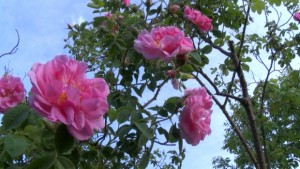 Производители на розов цвят се оплакват от послаба реколта