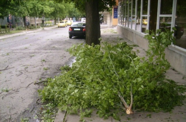 Дърво падна на пешеходна улица в центъра