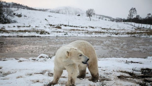 Ефект от глобалното затопляне бели мечки ловуват делфини