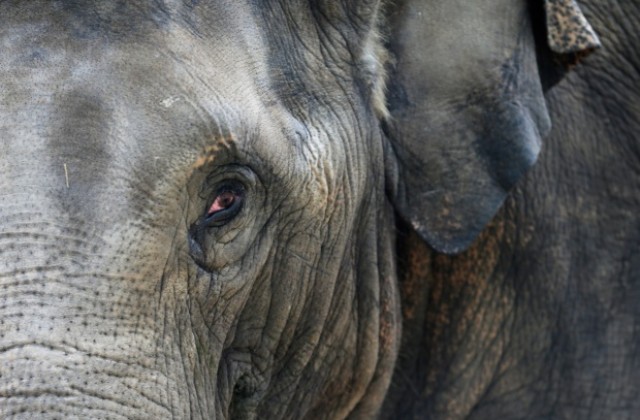 Слон избяга от цирк и уби човек в Германия