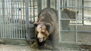 Тревожен e броят на мечките отглежданите в незаконни зоопаркове