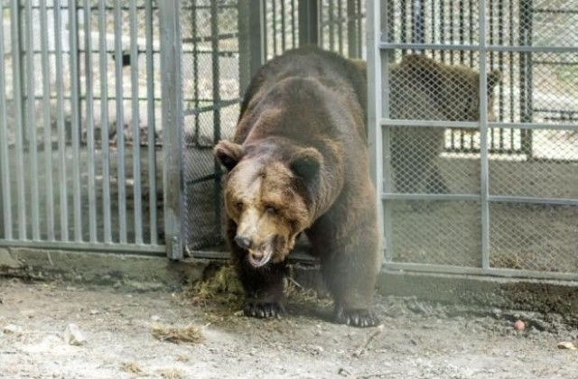 Тревожен e броят на мечките, отглежданите в незаконни зоопаркове
