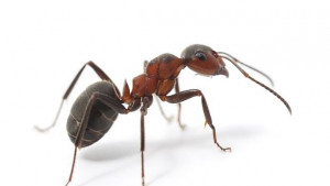 Роботизирано пипало може да улови мравка без да я повреди