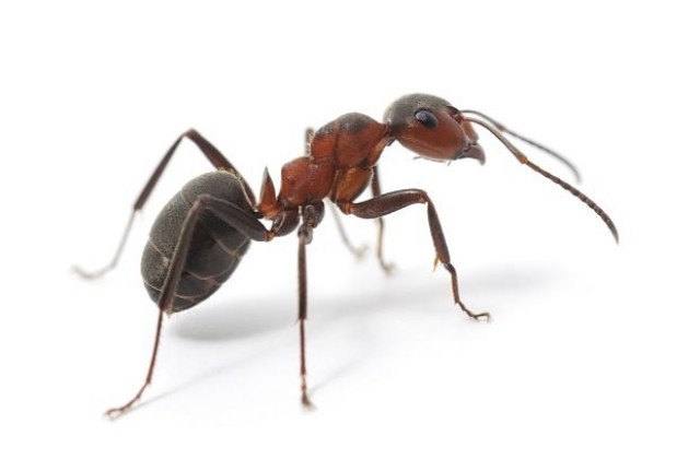 Роботизирано пипало може да улови мравка, без да я повреди