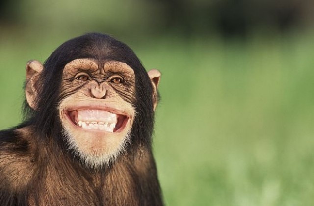 Маймуните и хората се усмихват по еднакъв начин