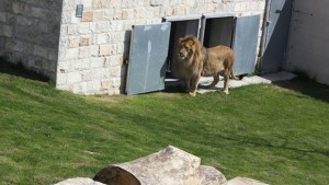 Рожден ден на лъва Симба организират във варненския зоопарк
