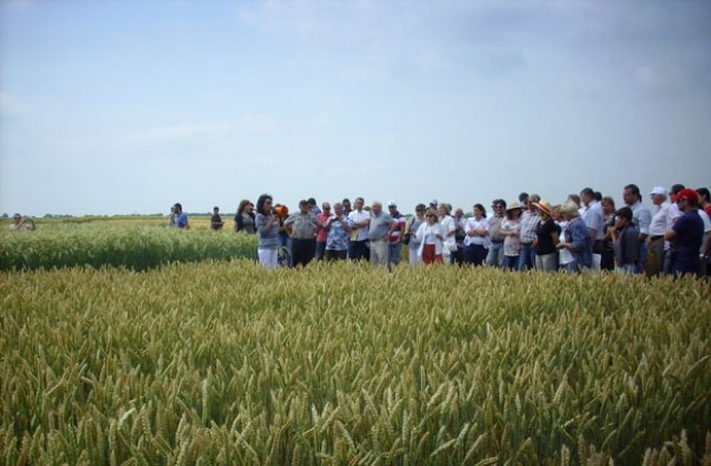 Турски земеделци искат наши сортове пшеница